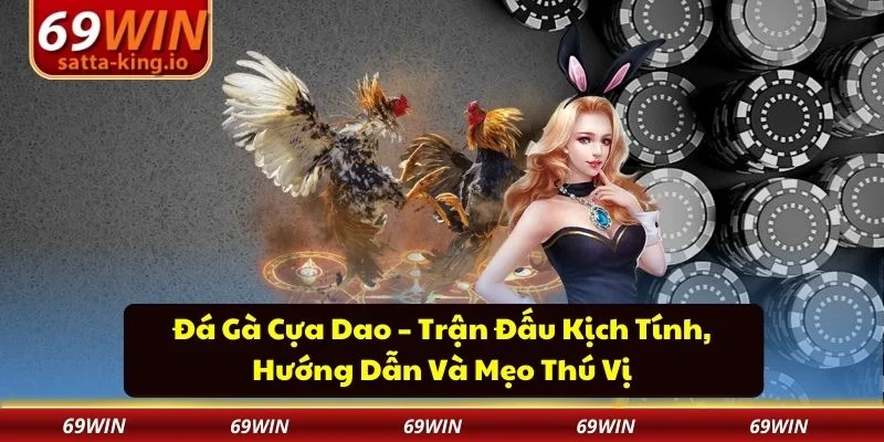 Đá gà cựa dao