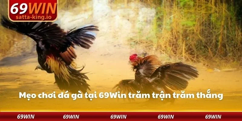 Mẹo chơi đá gà tại 69Win trăm trận trăm thắng